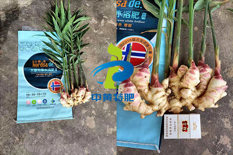 科賽德水溶肥大姜使用反饋圖